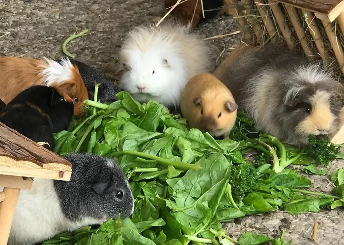 Gartenhaus 3, Inkl 1 Parkplatz